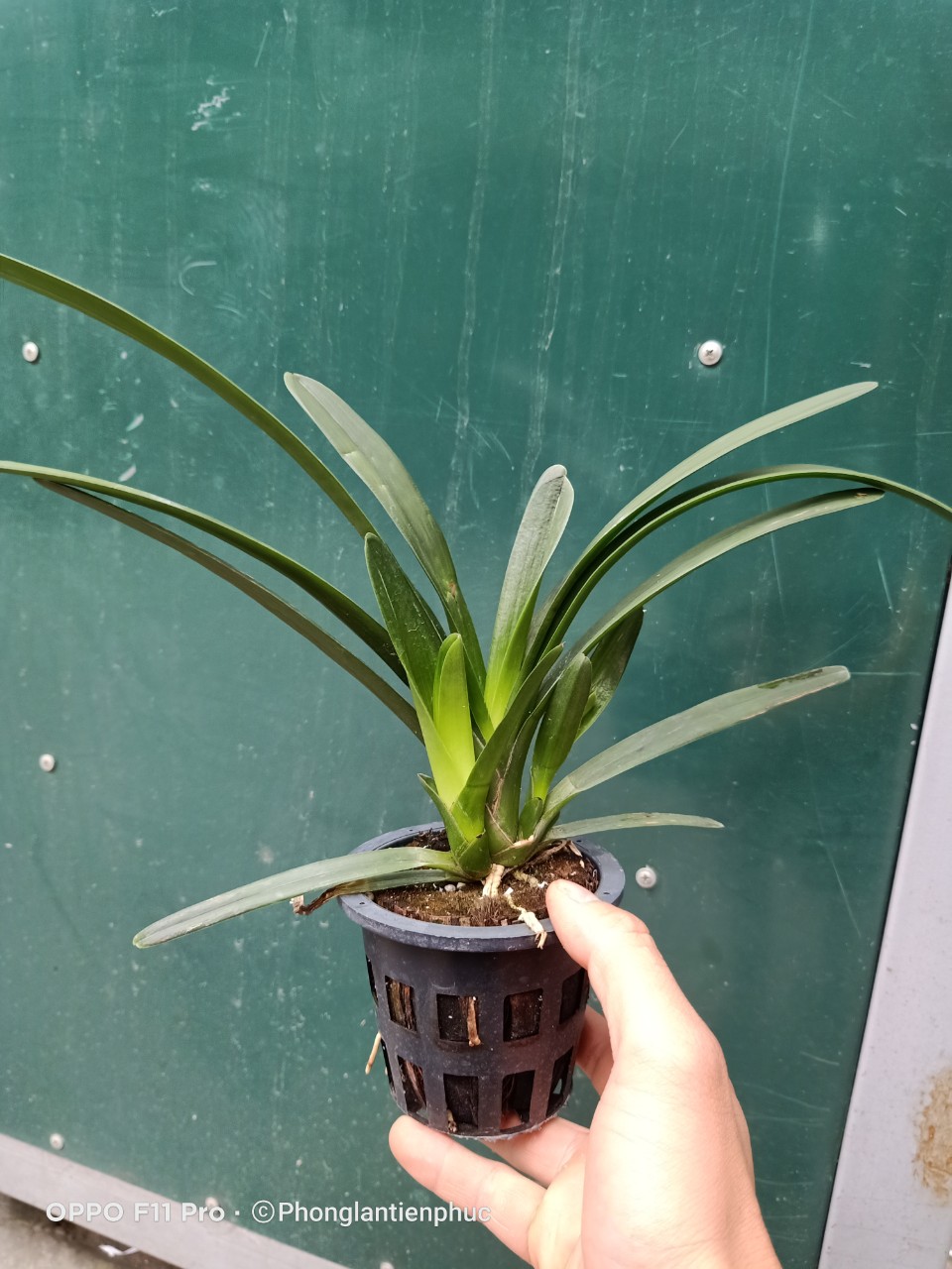 Hoàng Long Thái cây mẹ bản lá Khủng 7cm