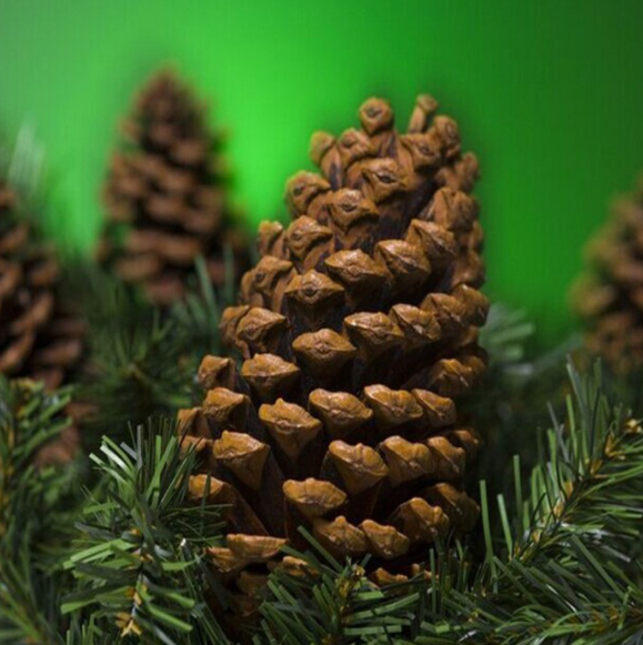 Quả thông khô loại lớn phụ kiện handmade