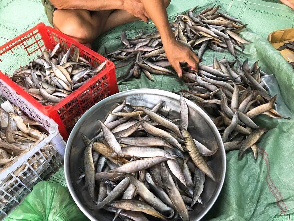 Khô Cá Chạch Đồng 1 Nắng 500Gr-Ship Tỉnh Inbox