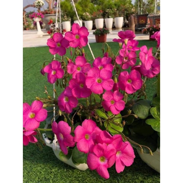 CỦ HOA OXALIS(CHỈ 100K/20CỦ)