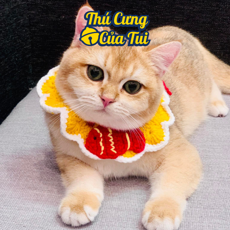 Mũ nón len cho chó mèo - yếm dễ thương cho thú cưng - thú cưng của tui