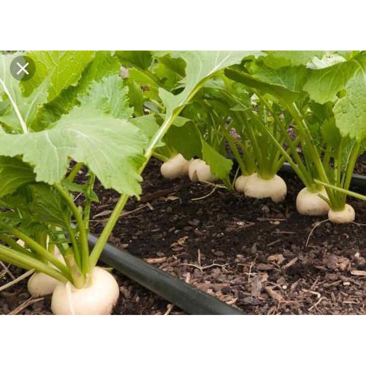 Phân Bón lá Kích Rễ N3M – Ra Rễ Cực Mạnh 100GRAM