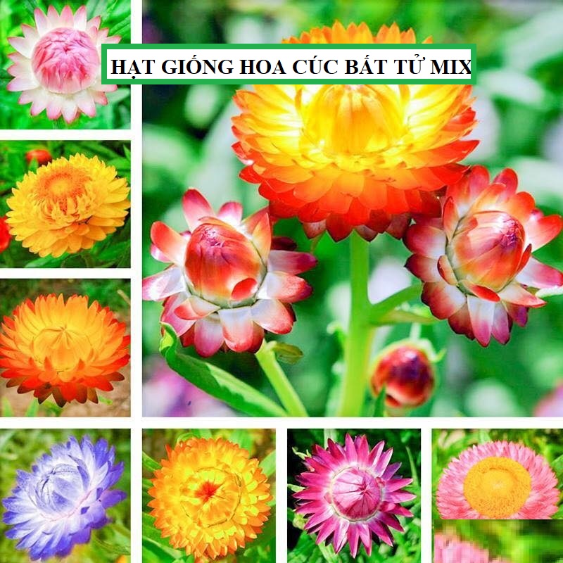 Hạt giống hoa Cúc Bất Tử Nhiều Màu ( 50 hạt/gói )
