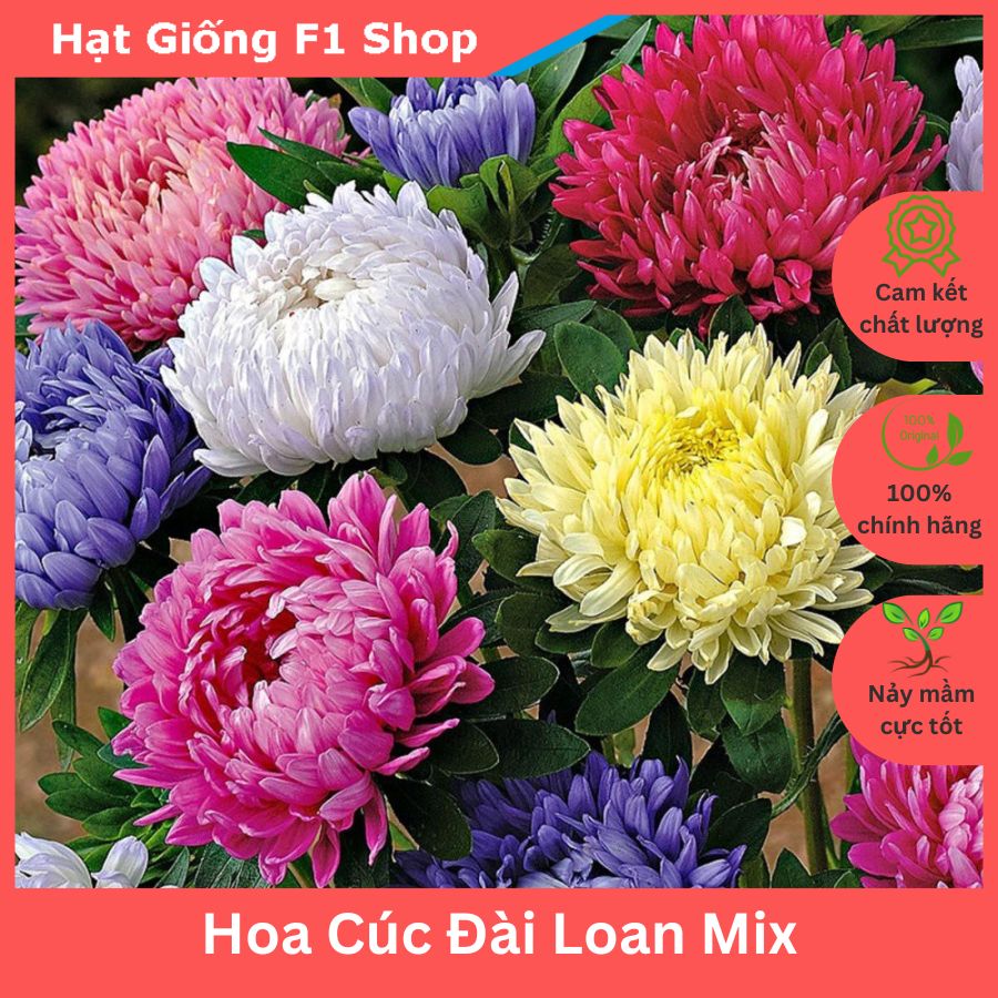 Hạt Giống Hoa Cúc Đài Loan Nhiều Màu Mix Hoa To Đẹp (054.F1)