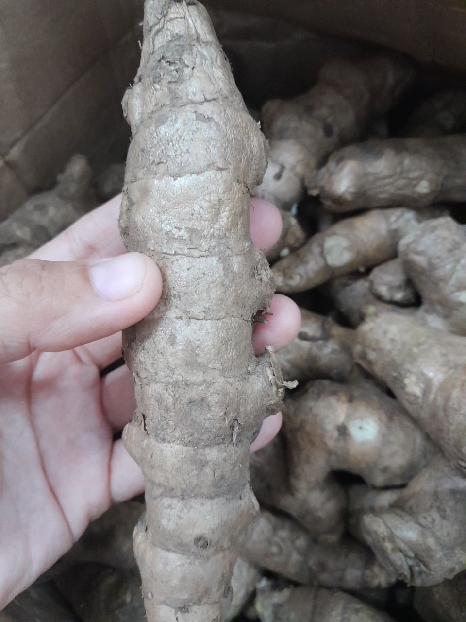 Củ Ngãi Chống Độc tươi 1kg ( ngãi trắng, nghệ trắng, nghệ rừng)