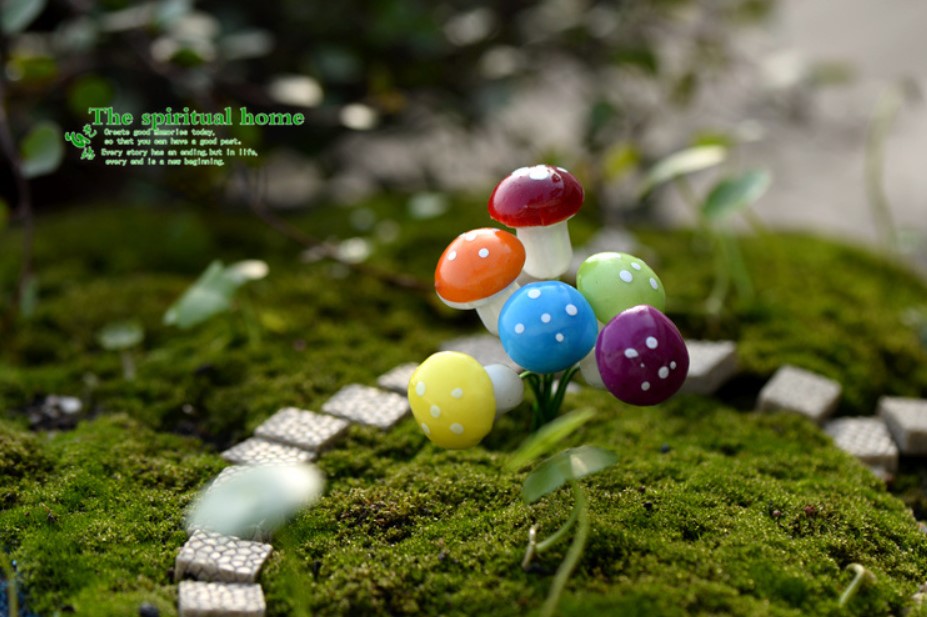 Cây Nấm Mini Dùng trang trí tiểu cảnh sân vườn, terrarium