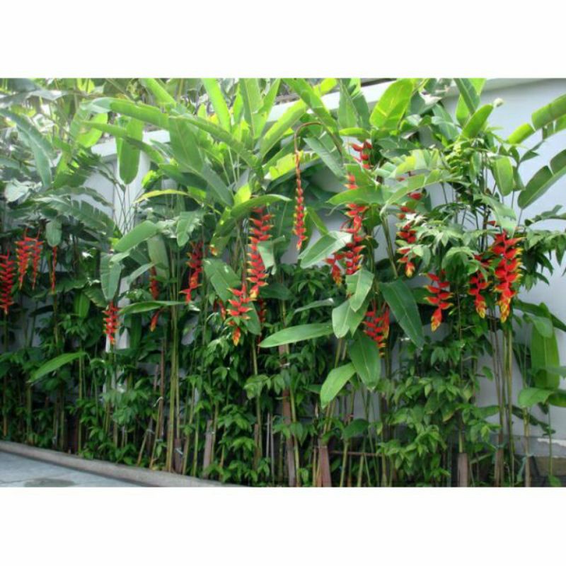 Chuối pháo.... chậu lớn