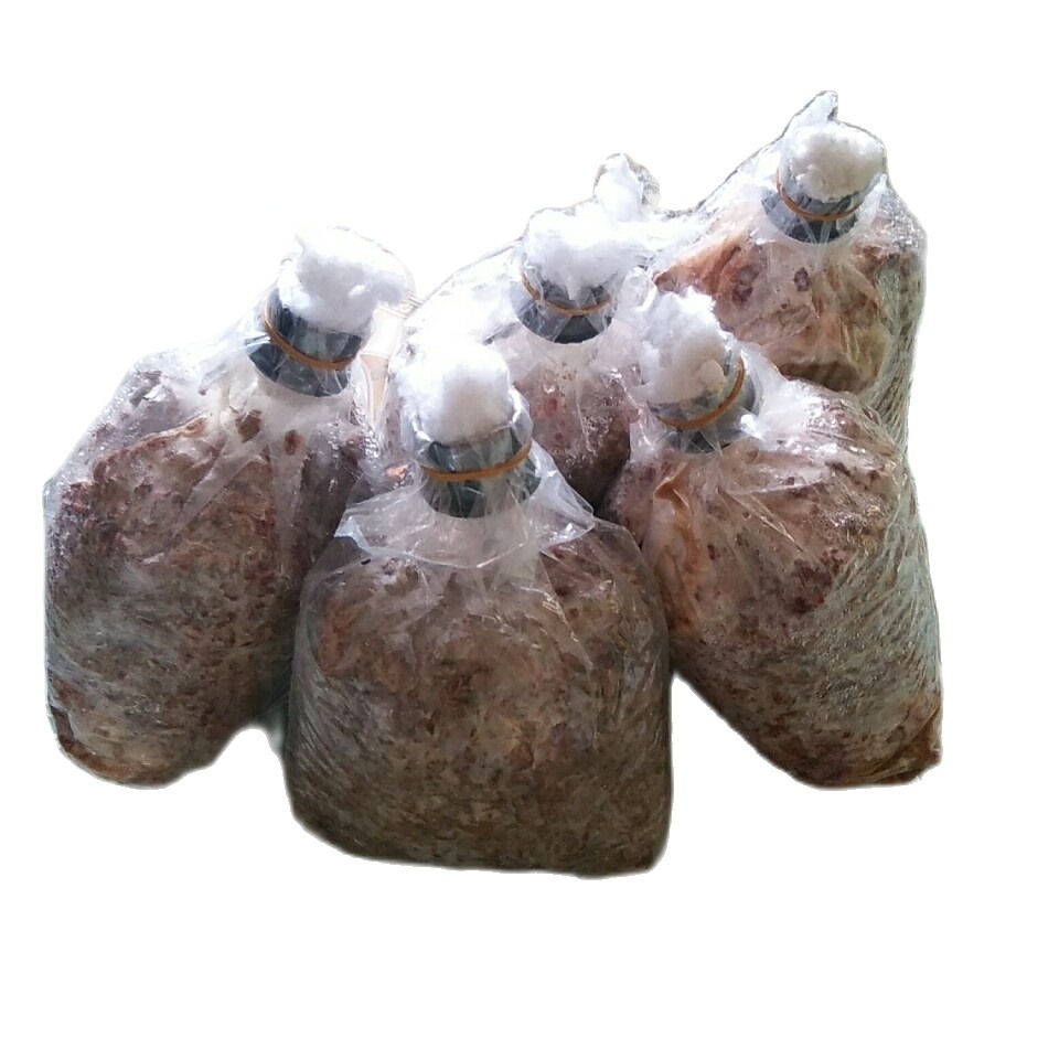 Meo giống nấm rơm [cơ chấc bằng thóc]