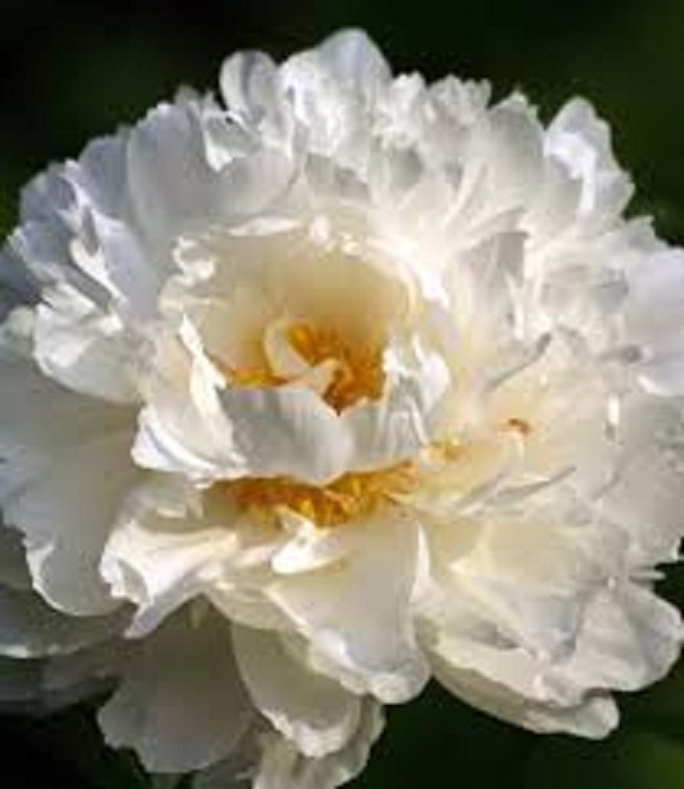 hoa mẫu đơn trắng, đơn ta, hoa rất thơm, gửi đi nguyên bầu cây lớn đang nụ hoặc sắp nụ - HMDTCLNBG