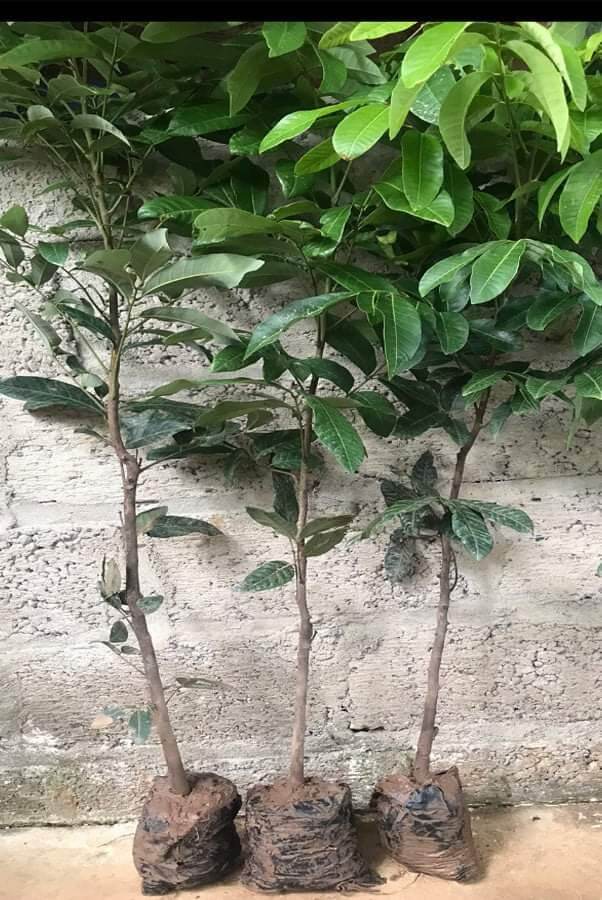 Cây giống nhãn không hạt Thái Lan (12 tháng cho trái)