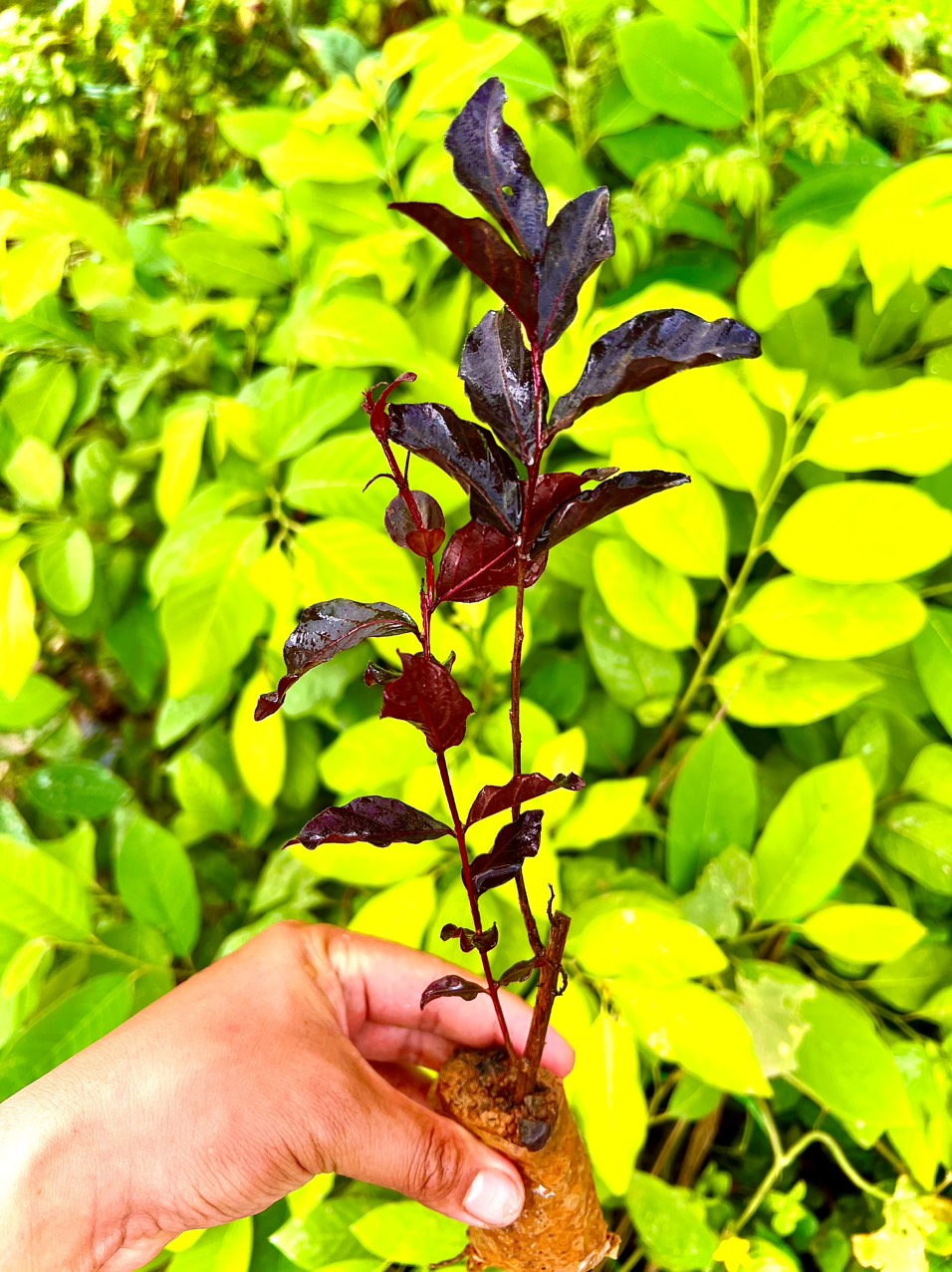 Cây tường vi huyết long giống