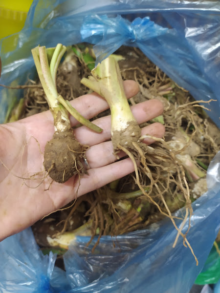 Set 10 củ ( tặng kèm phân ) hoa huệ ta- củ khỏe