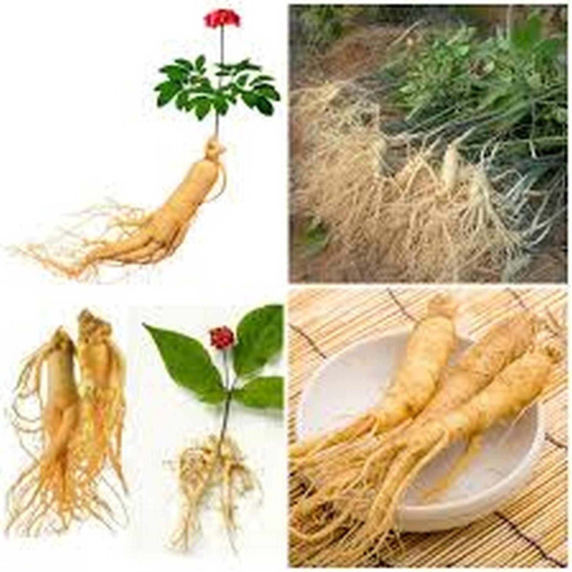 10 Hạt giống Nhân sâm Hàn Quốc (tặng Kích nẩy mầm, Hướng dẫn ươm)