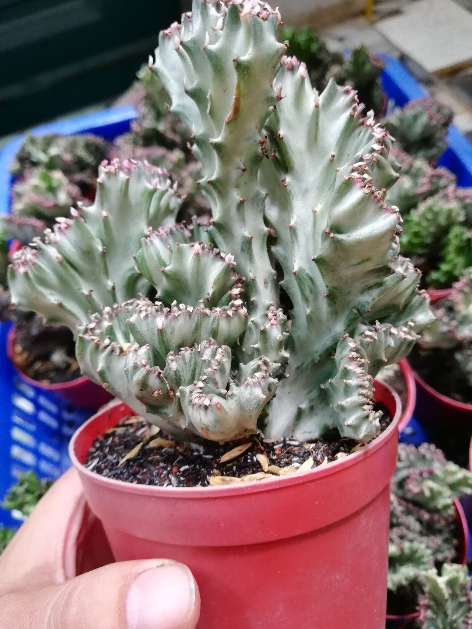 Xương rồng vạn lý trường thành