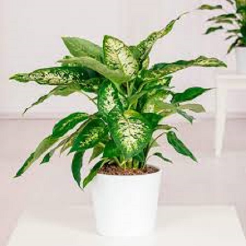 CHẬU CÂY NGỌC NGÂN