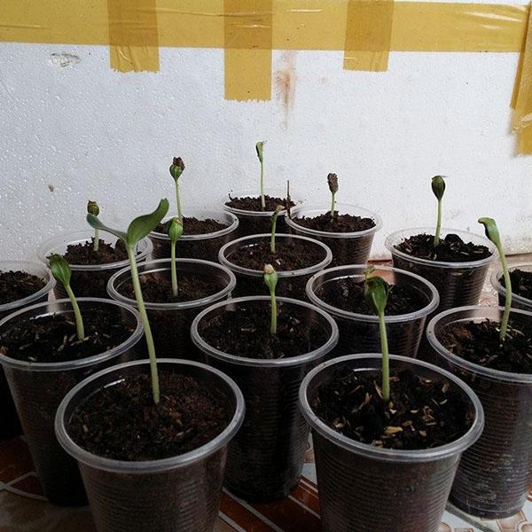 Bottle Gourd seeds