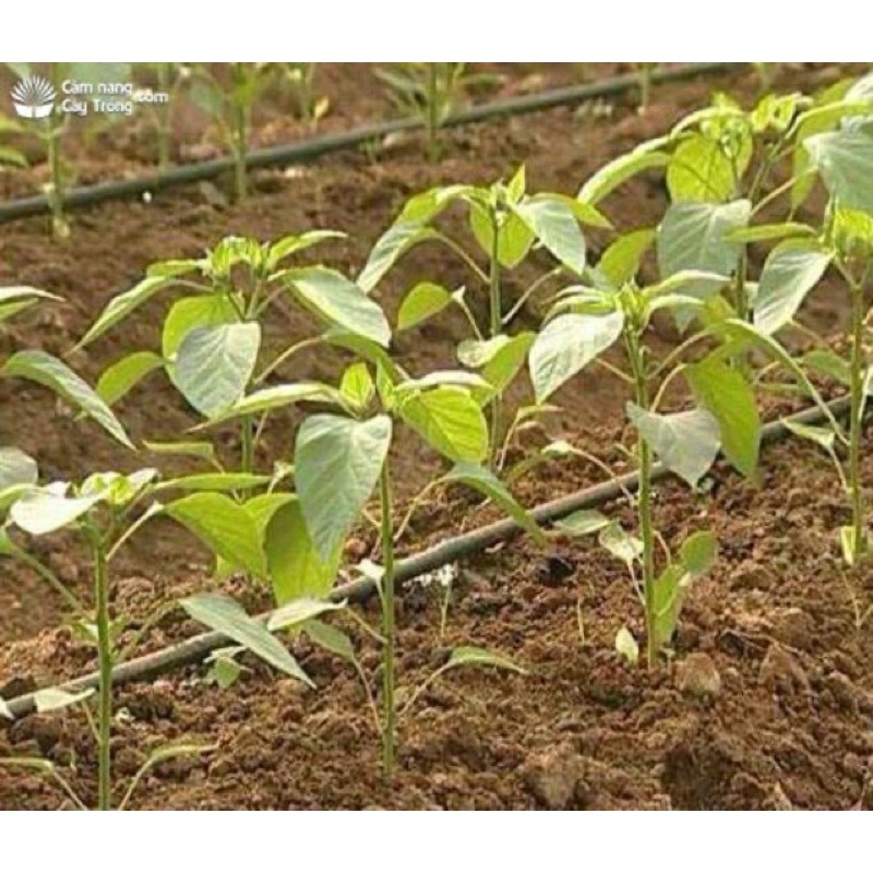 CÂY GIỐNG ỚT CHỈ THIÊN SIÊU CAY