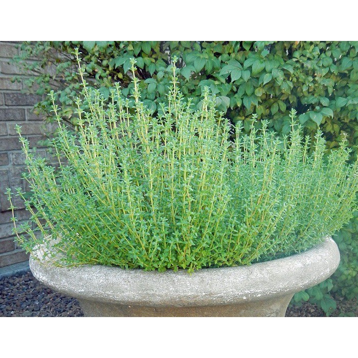 MA48B GÓI 10 Hạt Giống Cỏ Xạ Hương Thyme