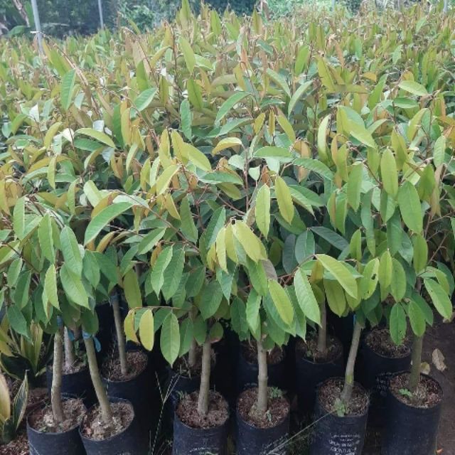sầu riêng ri6 140k/ cây