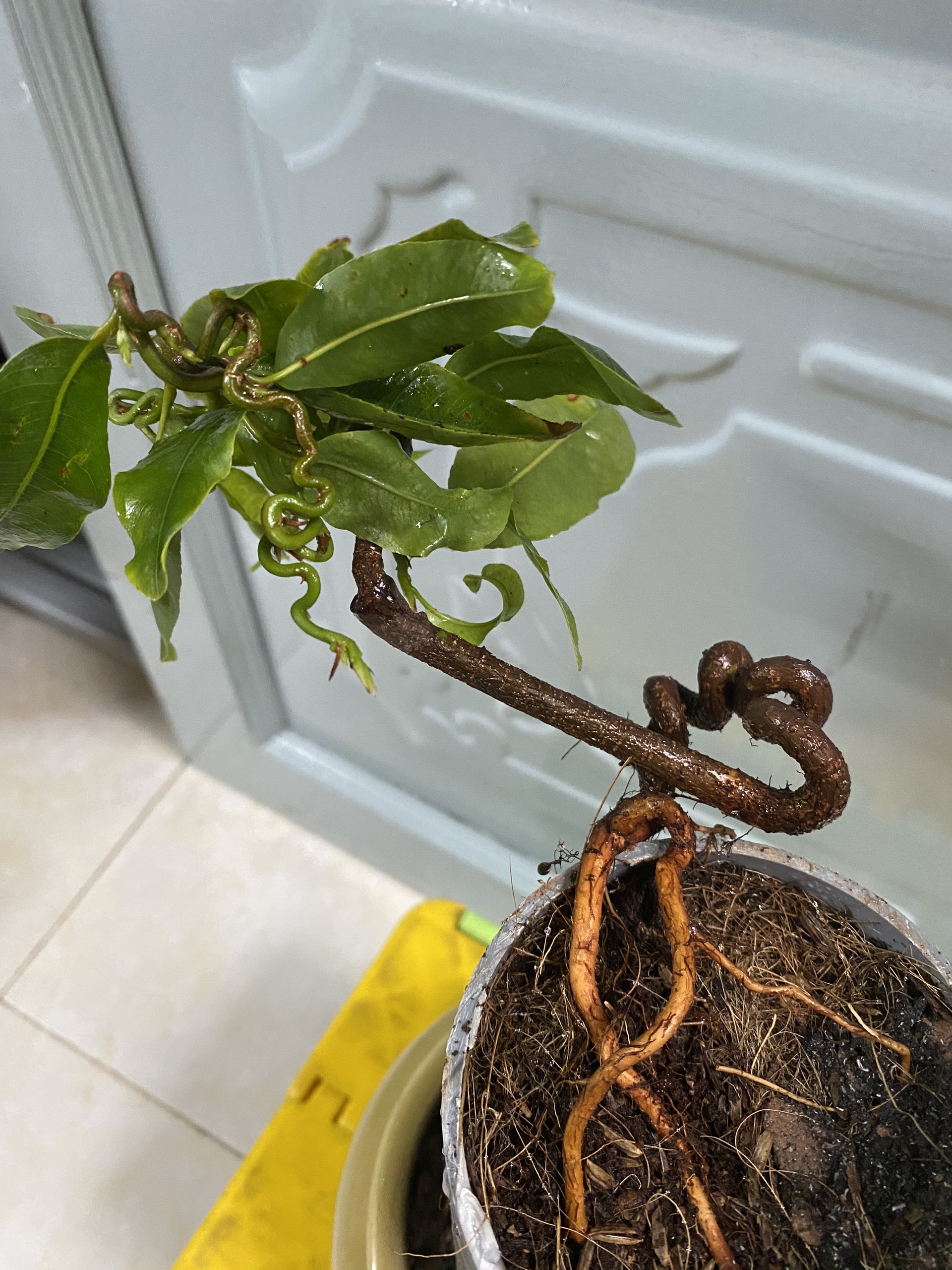 Cây Mai Tự Xoắn độc lạ