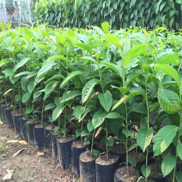Giống Cây Hoa Bằng Lăng Tím, Cây Cao 40-50cm