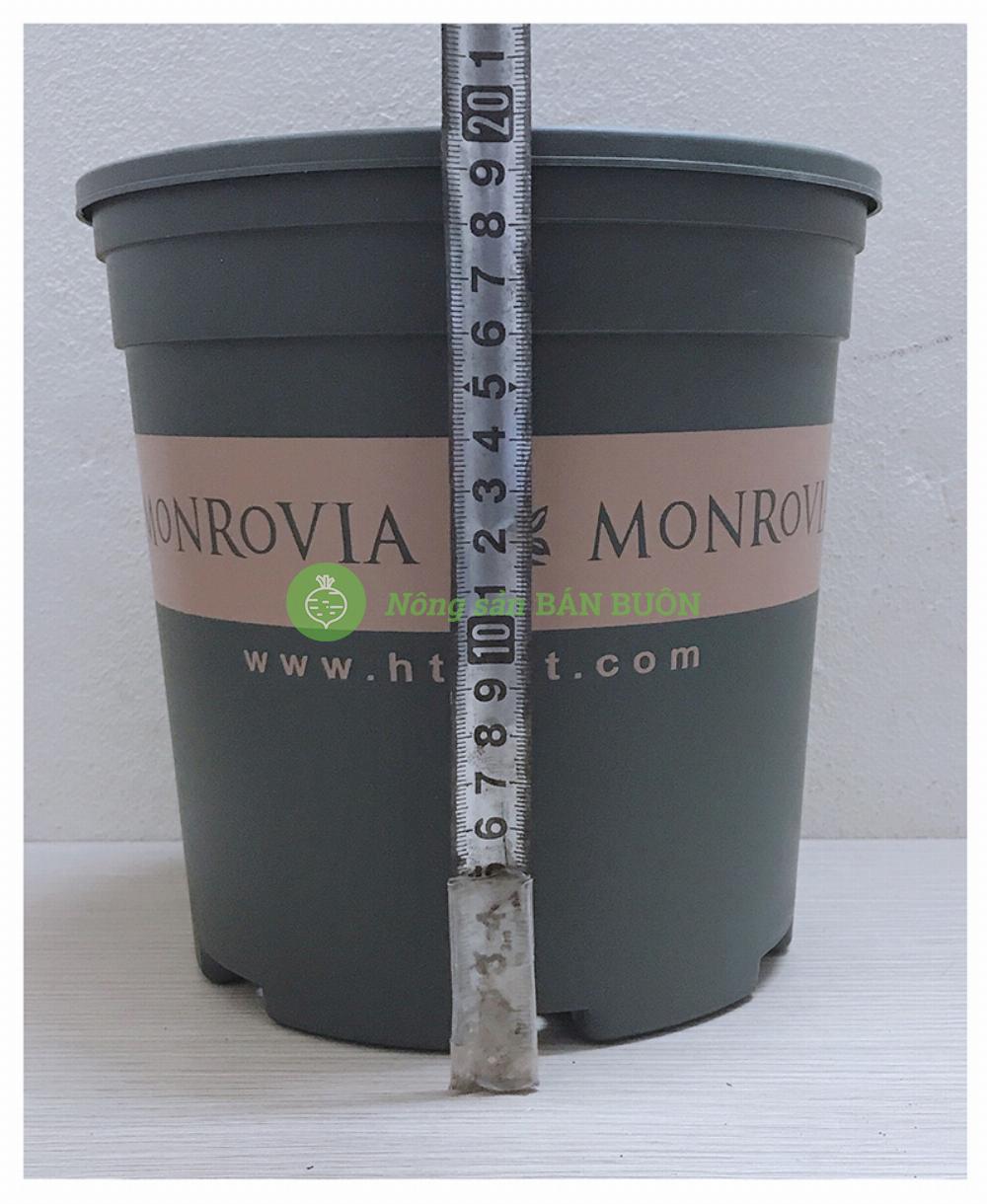 10 Chậu Nhựa MONROVIA 1,5Gal CN màu XANH, KT: 20x20 (Rộng X Cao) cm