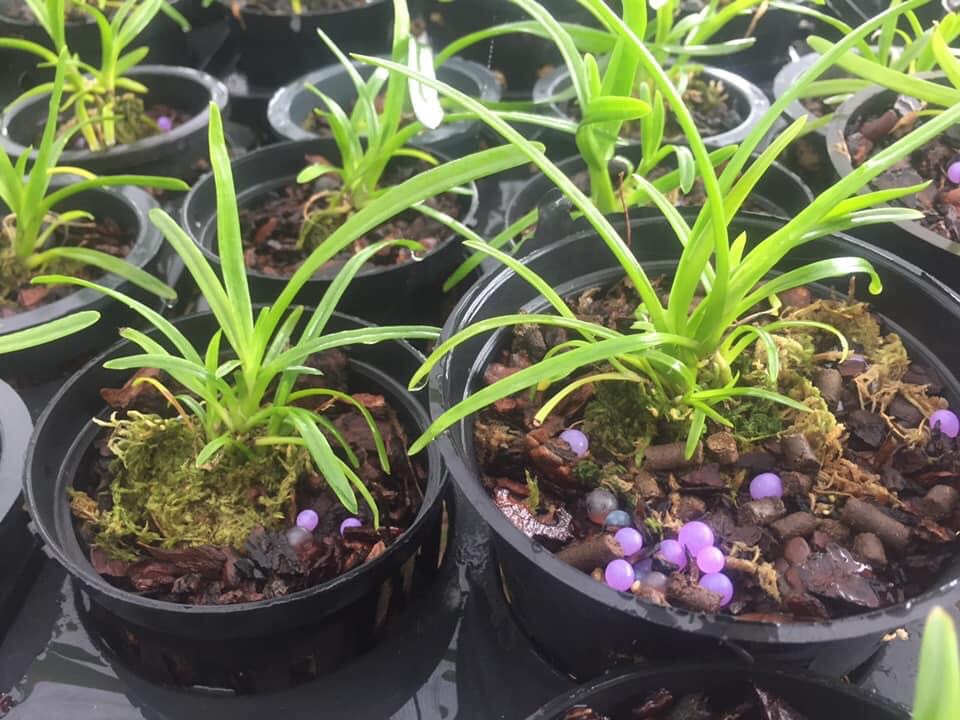 Kiếm xanh huế gieo hạt