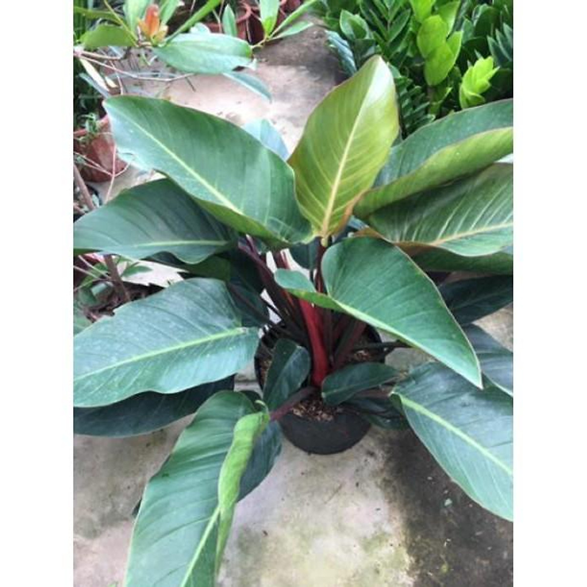 Cây trầu bà đế vương
