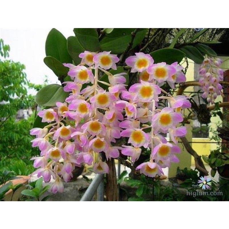 Hoa lan kiều hồng chơi tết
