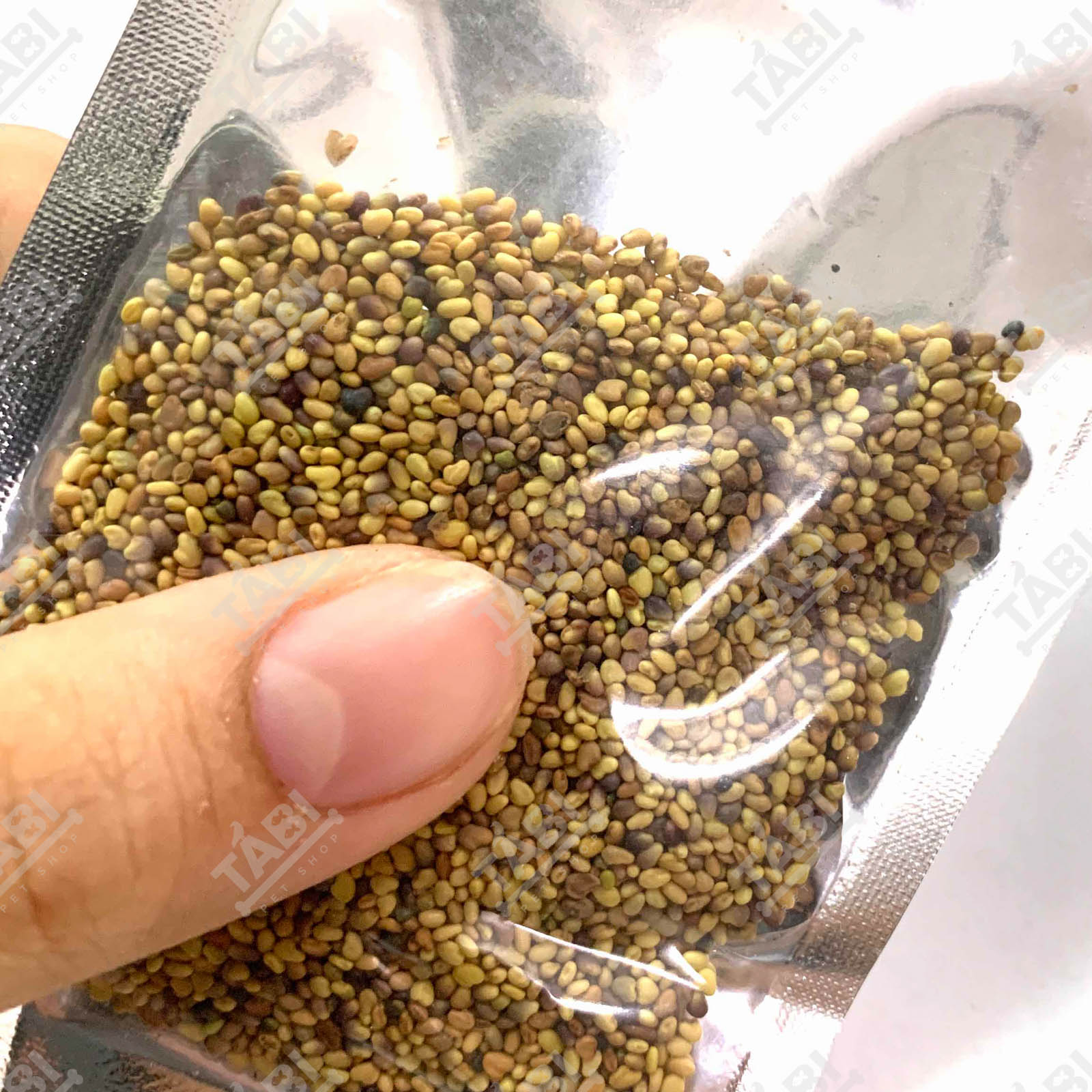 Hạt Giống Thuỷ Sinh - Cây Trồng Thuỷ Sinh