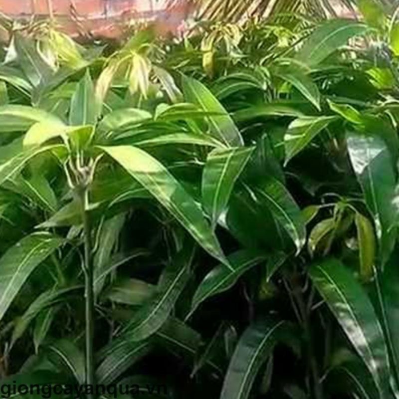 CÂY GIỐNG XOÀI CÁT CHU SIÊU SỚM (cây giống siêu sớm có bảo hành )