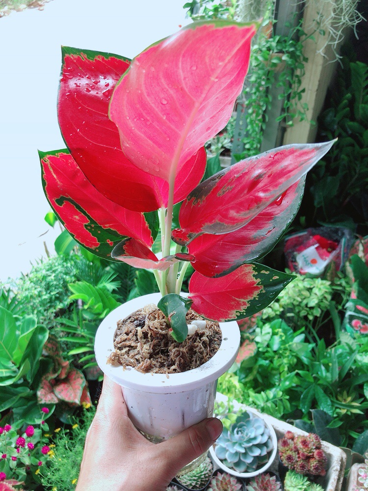 Cây Phú Quý Đỏ Kèm Chậu Thuỷ Tinh