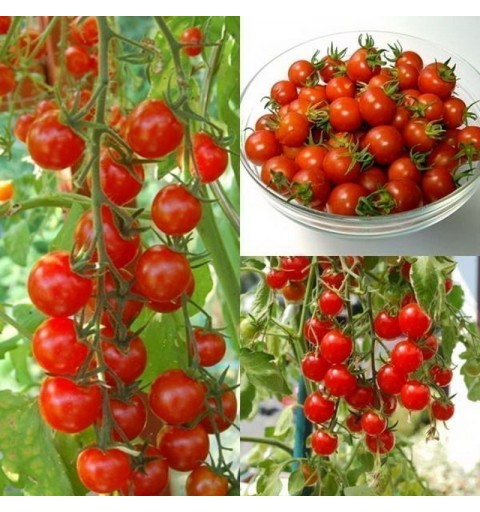 hạt giống cà chua bi chùm thái lan gói 35 hạt