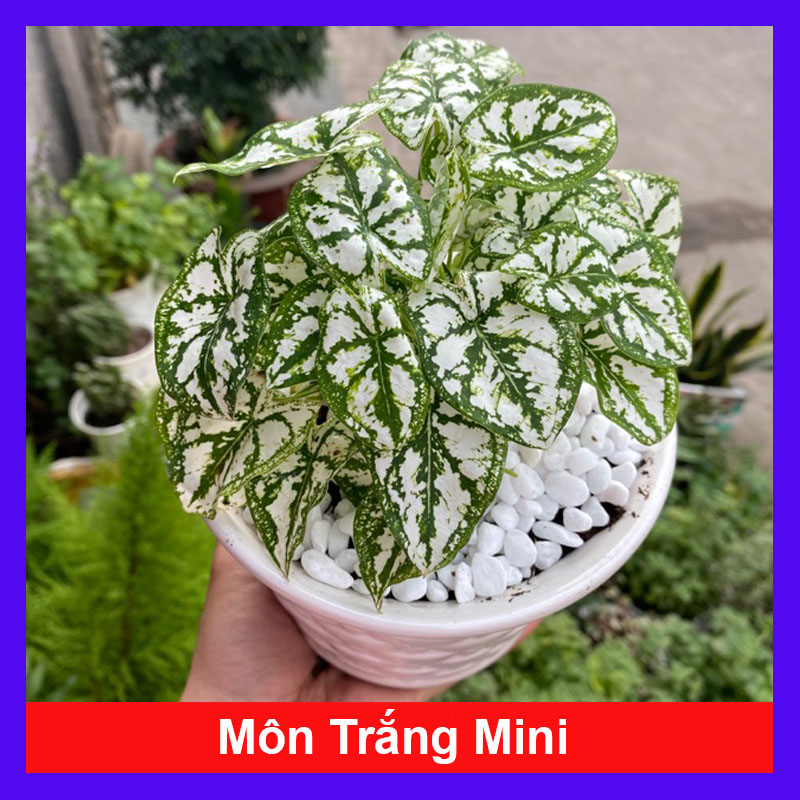 Cây cảnh mini - Cây môn trắng - Cây cảnh để bàn trang trí