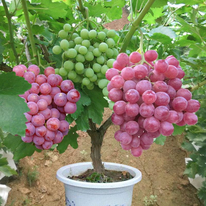 Hạt giống nho lùn pháp( nho lùn Bonsai)( gói 10 hạt) -