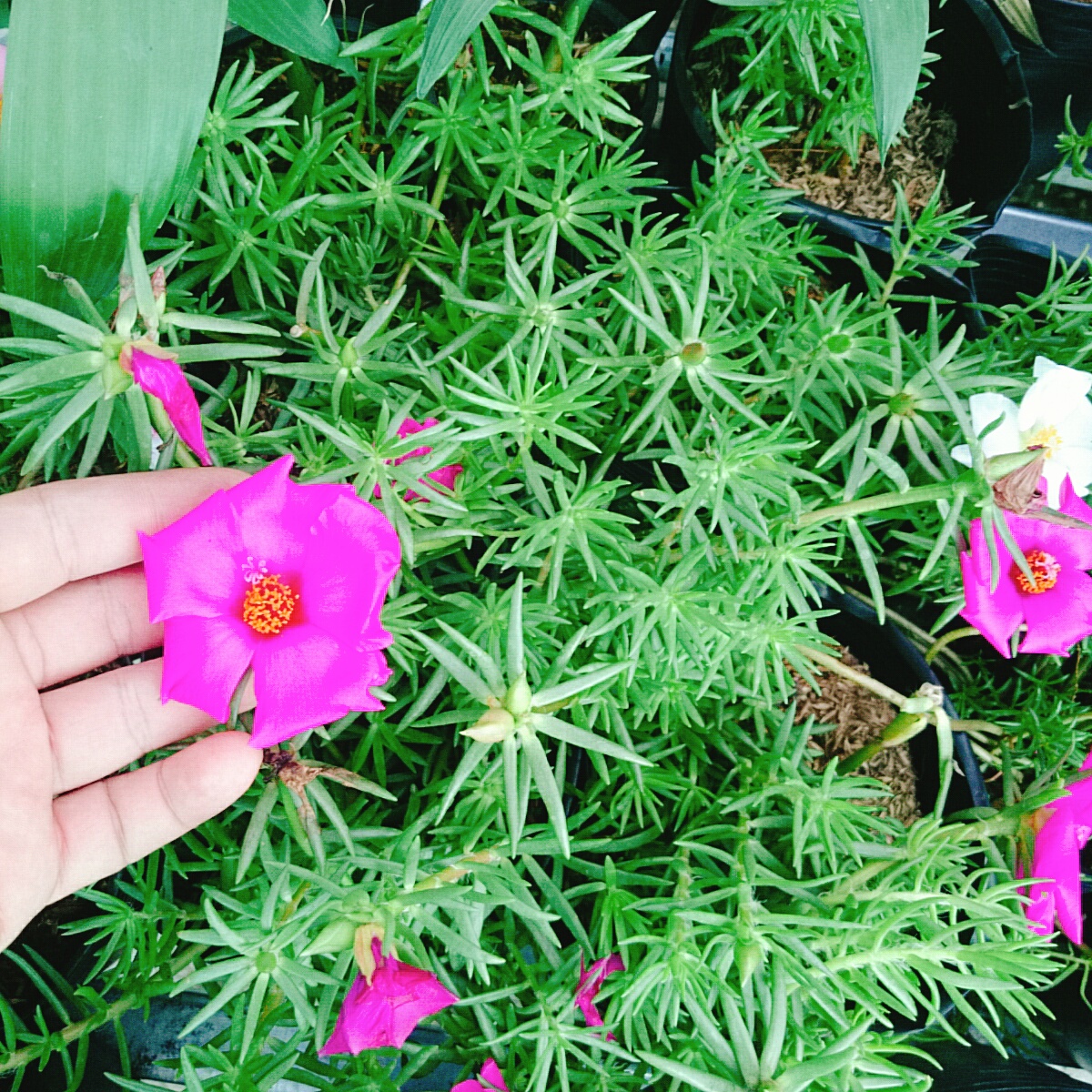 Cây Hoa Mười Giờ Mỹ - cây cảnh sân vườn