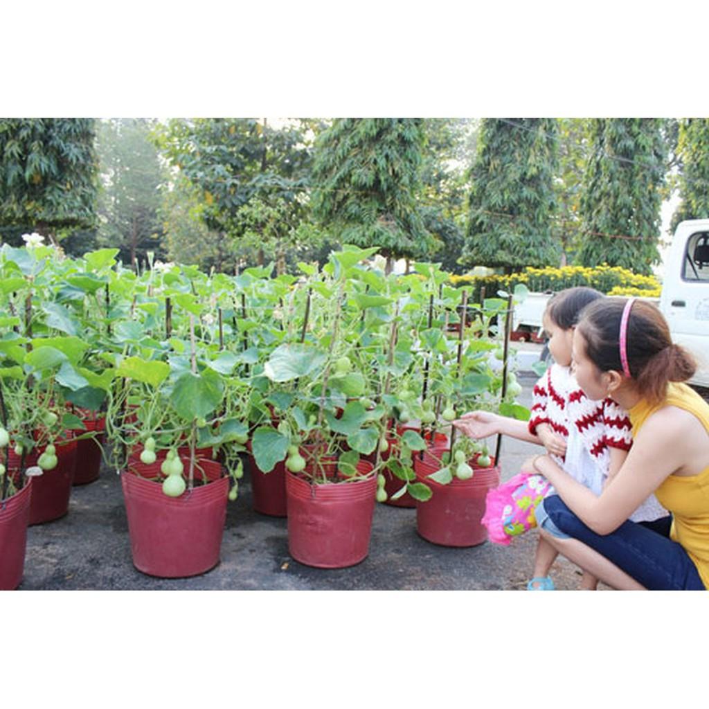 [HCM]Gói 10 Hạt giống bầu hồ lô mini