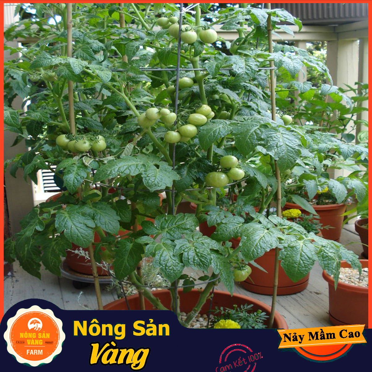 Hạt giống Cà Chua Leo Giàn, Năng Suất Cao (Gói 20 Hạt) - Nông Sản Vàng