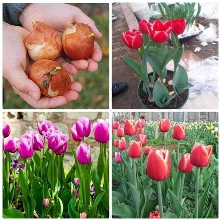 combo 5 củ giống hoa tulip-củ giống
