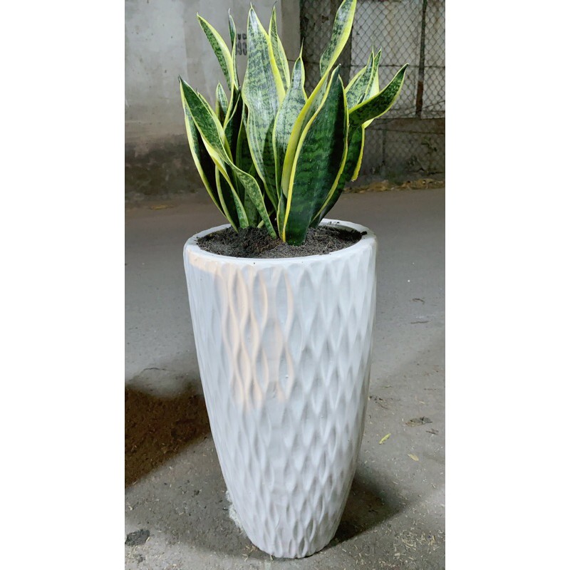 [HCM]Chậu Lưỡi Hổ
