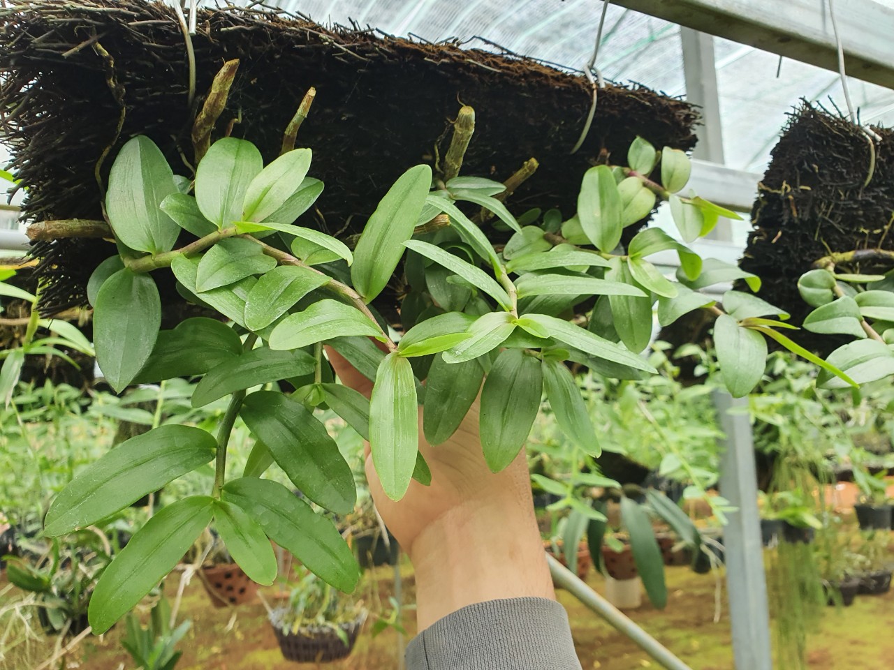 bảng phi điệp bệt thanh vân
