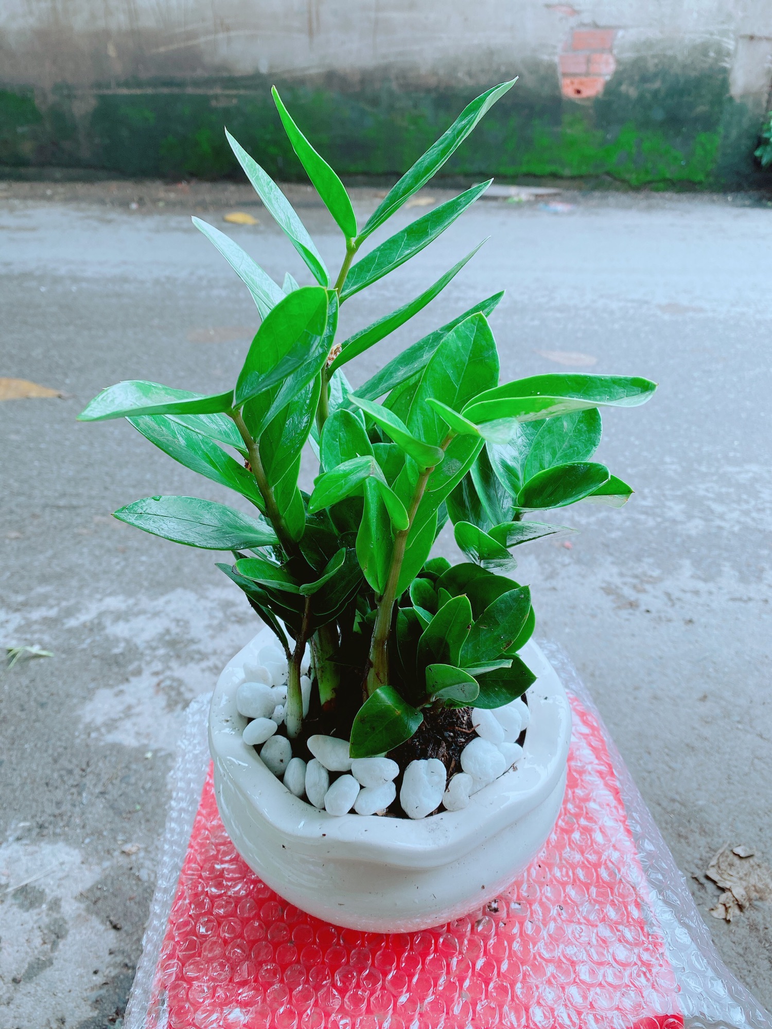 [HCM]Chậu Kim Tiền Để Bàn