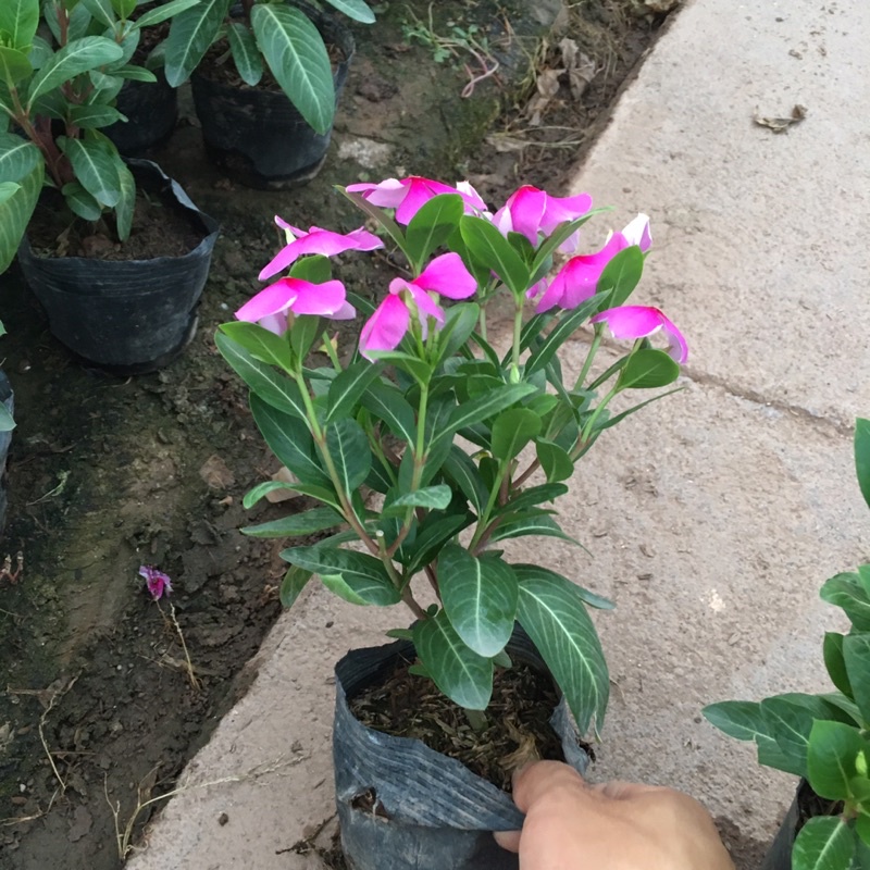 Cây Hoa Dừa Cạn (Dừa cạn ta) Dễ Trồng,Hoa Quanh Năm