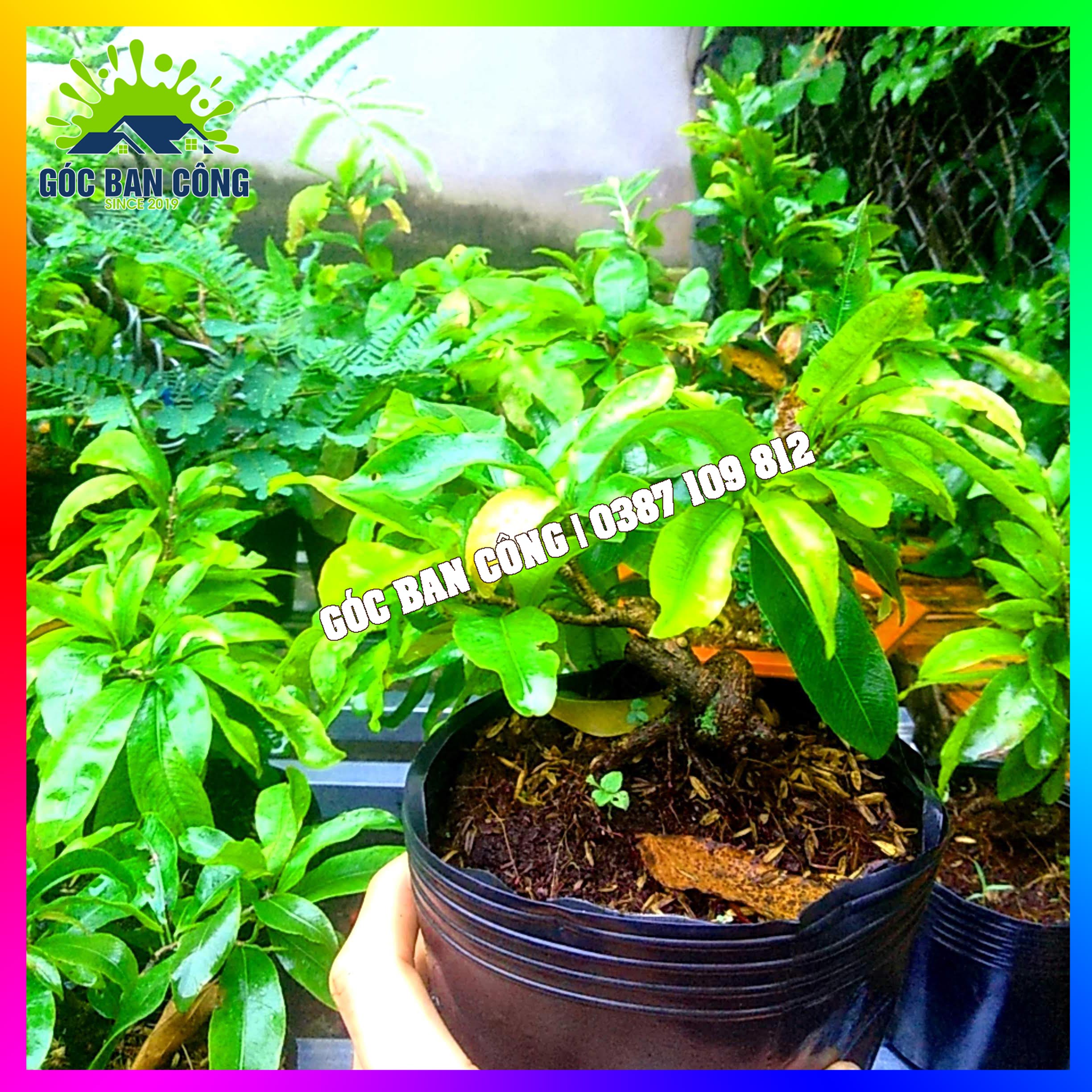 Mai Vàng Đại Lộc Bonsai Mini