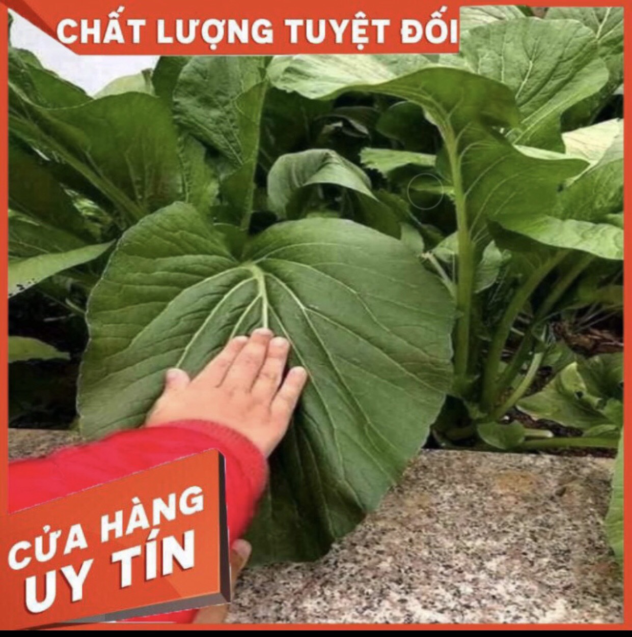 HẠT GIỐNG CẢI NGỌT KHỔNG LỒ THÁI LAN