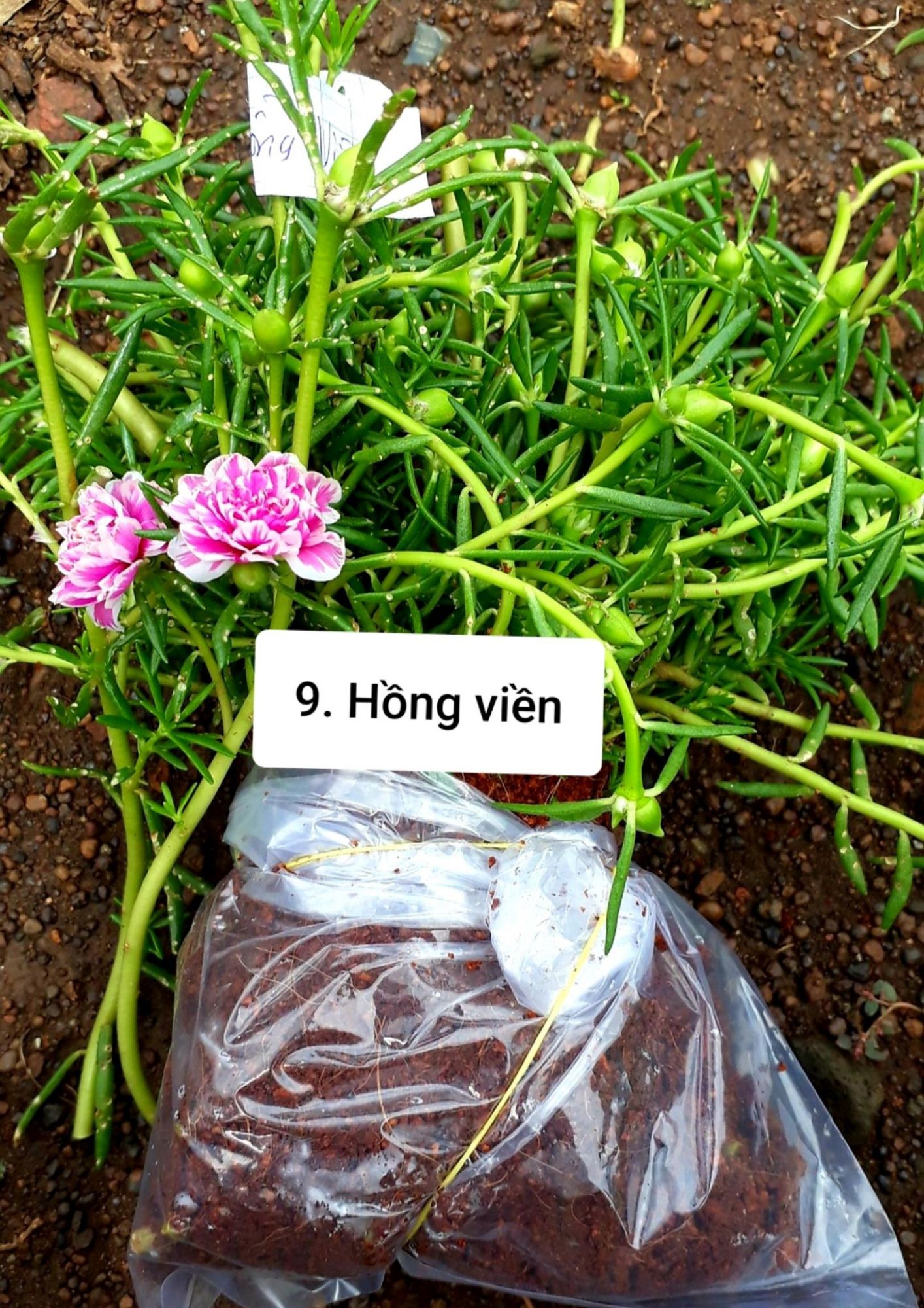 Combo 4 bó hoa 10h, giá chỉ #92k, 1 bó 50 cây, đủ 8/15 màu để chọn: 1.Đỏ/2.Vàng/3.Trắng/4.Tím/5.Nghệ/6.Hồng/7.Da/8.Cam/9.HồngViền/ 10.TímViền/11.CamĐất/12.TrắngViền(đơn)/13.TímViền(đơn)/14.VàngChanh/15.TrắngViền