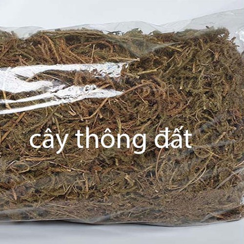 500g cây thông đất khô GT334