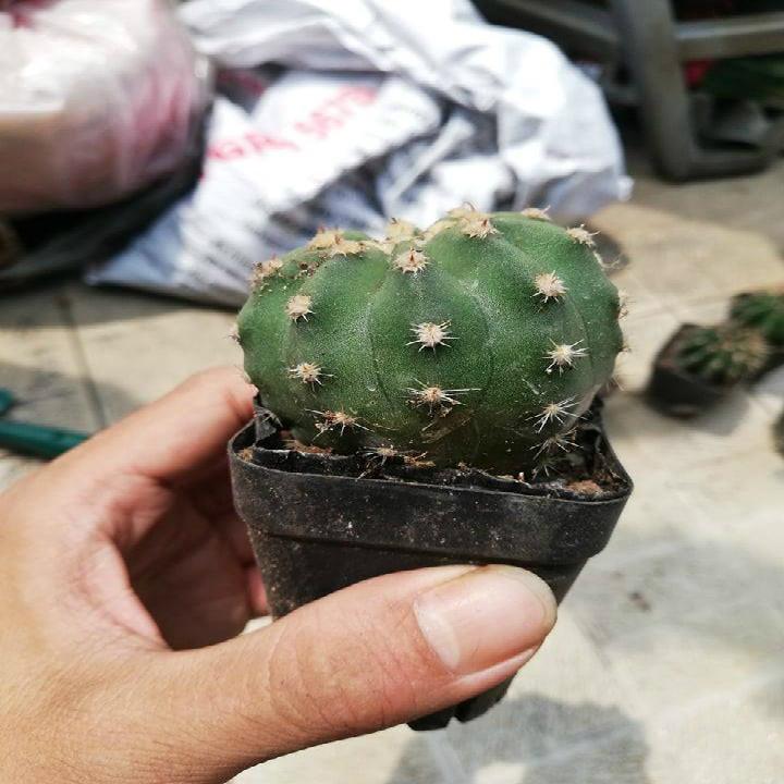 [HCM]Xương rồng echino gai lùn