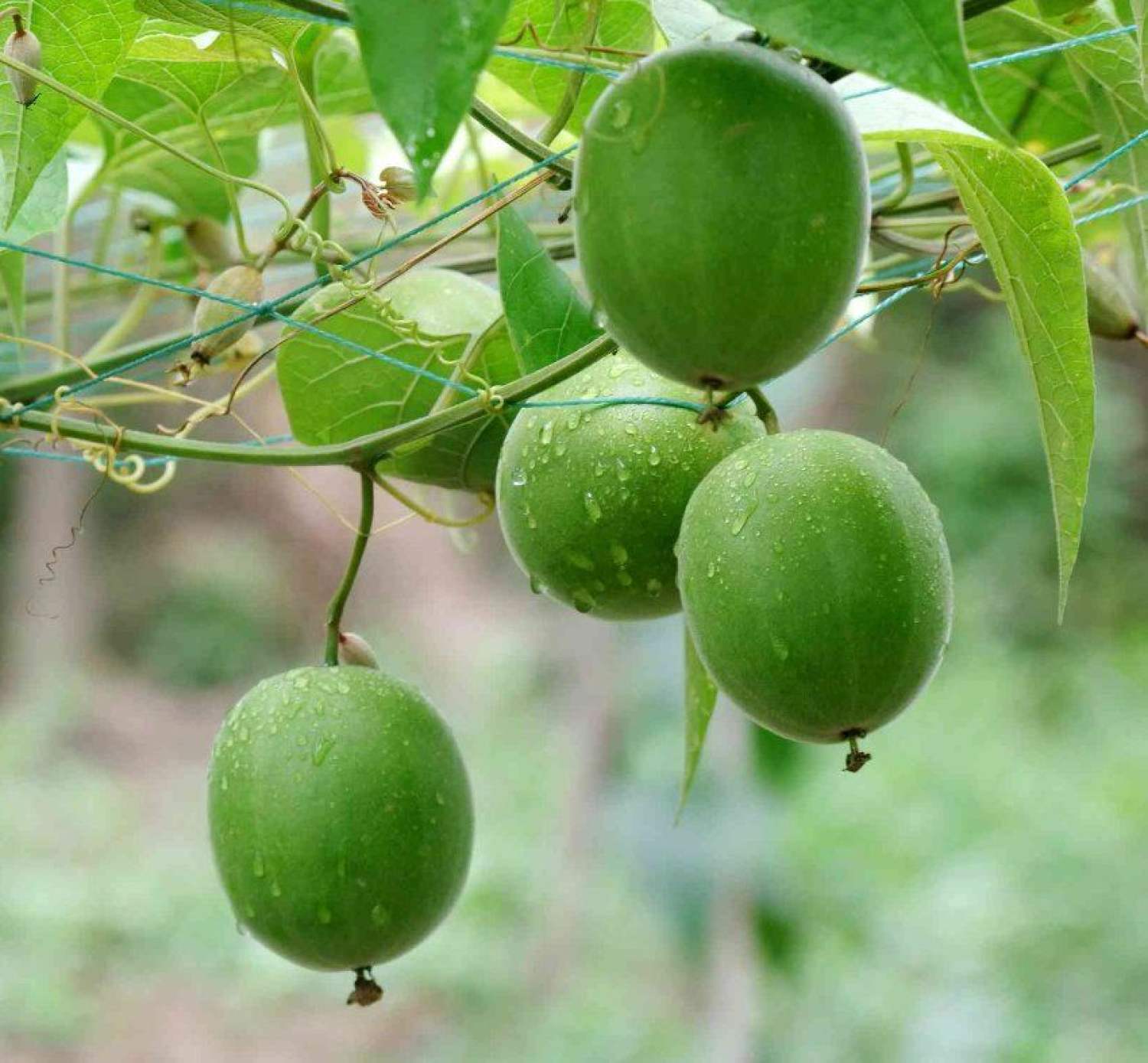 Hạt giống cây la hán quả (3 hạt) - VTNT