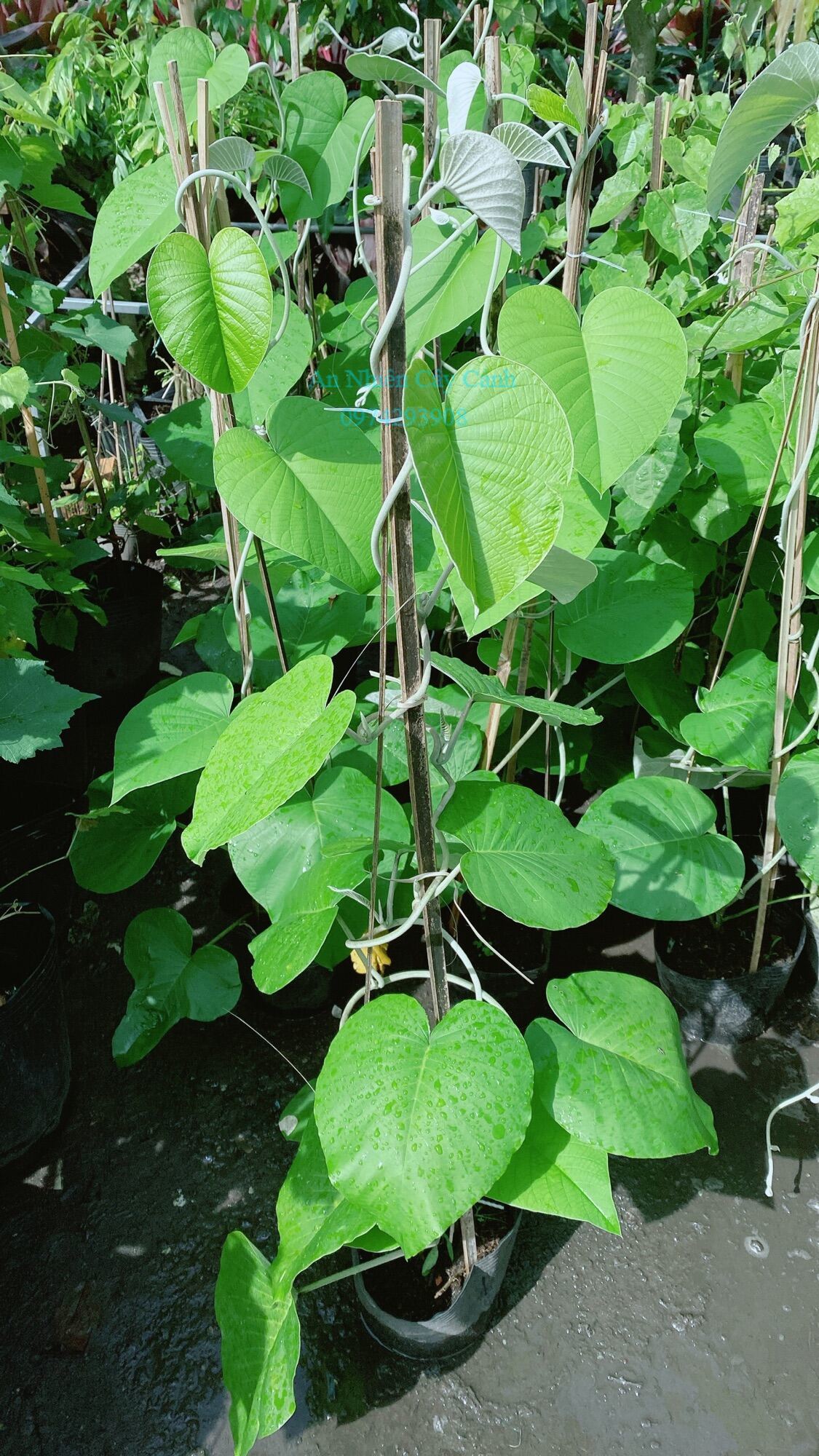 Cây Cát Đằng